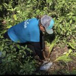 EDENORTE impulsa jornada de reforestación con 4,500 pinos en Loma El Jaya, San Francisco de Macorís