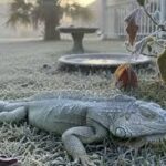 Florida recomienda eliminar iguanas congeladas por frío extremo de manera humanitaria
