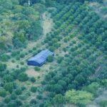 Autoridades desmantelan plantación de marihuana en Peravia durante operativo de erradicación