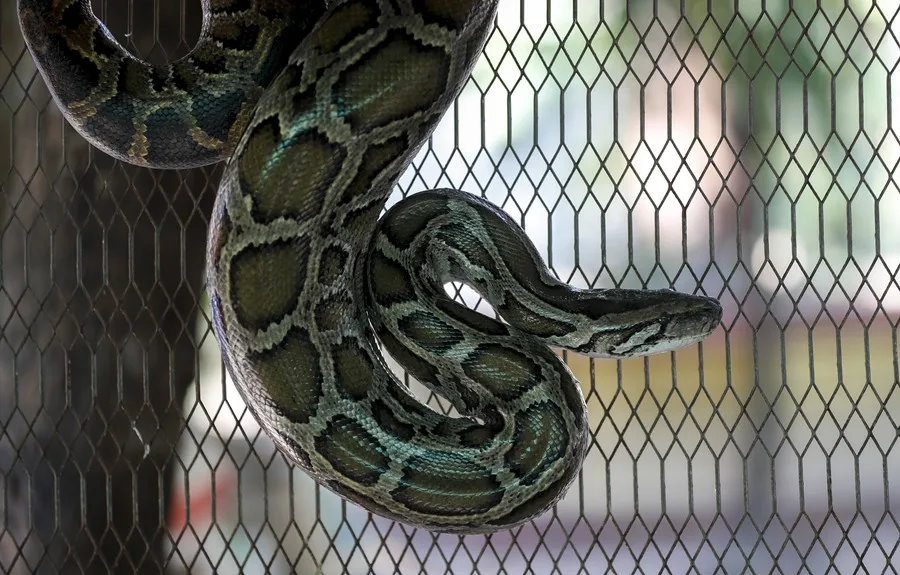 Investigación en pitones ofrece pistas para adelgazar