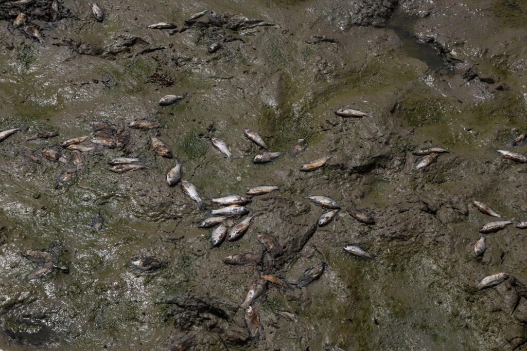 Ola de calor extremo y contaminación provocan la muerte masiva de peces en un lago de Nueva Delhi