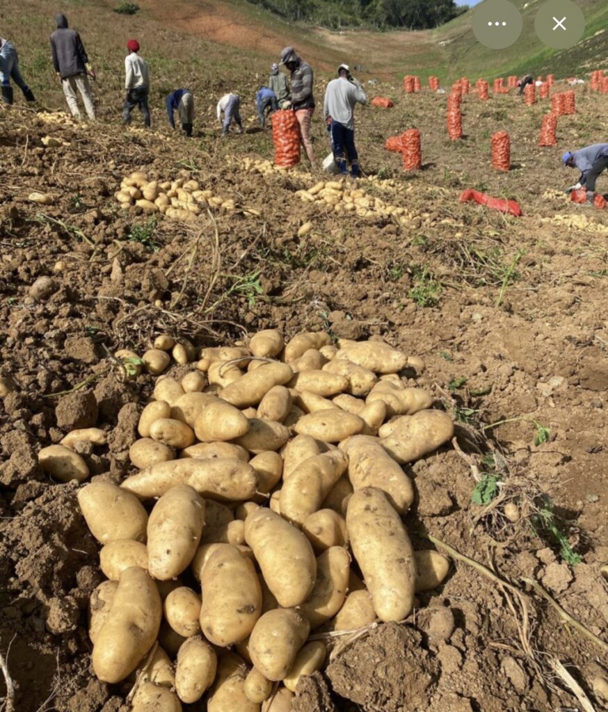 Productores de Tireo venderán papas al Gobierno desde el lunes