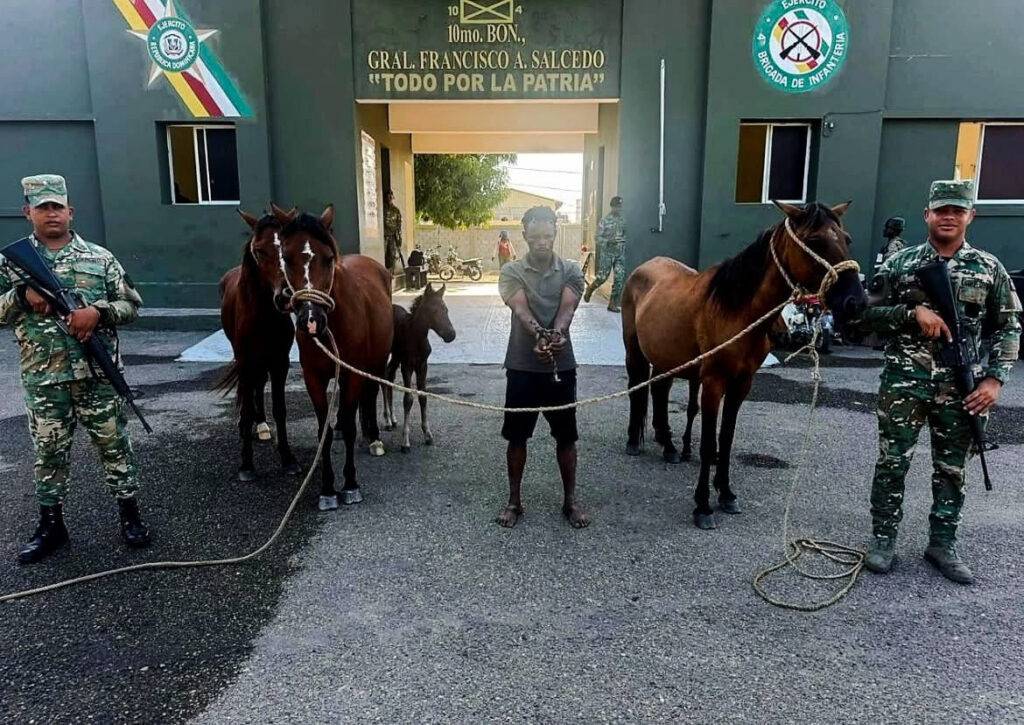 Ejército recupera animales robados tras operativo con drones, deteniendo a un nacional haitiano durante un operativo realizado en la provincia Dajabón. (Vídeo)