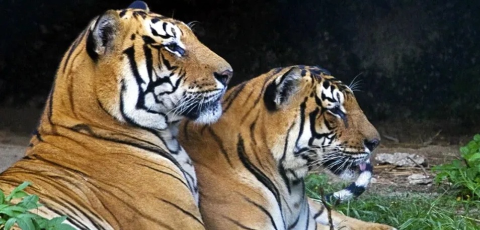 Tigresa y sus cachorros matan a cuatro mujeres en un bosque de India