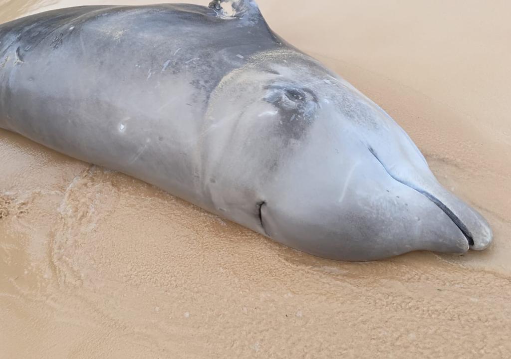 Aparece muerto Mesoplodon en Playa Grande, Río San Juan