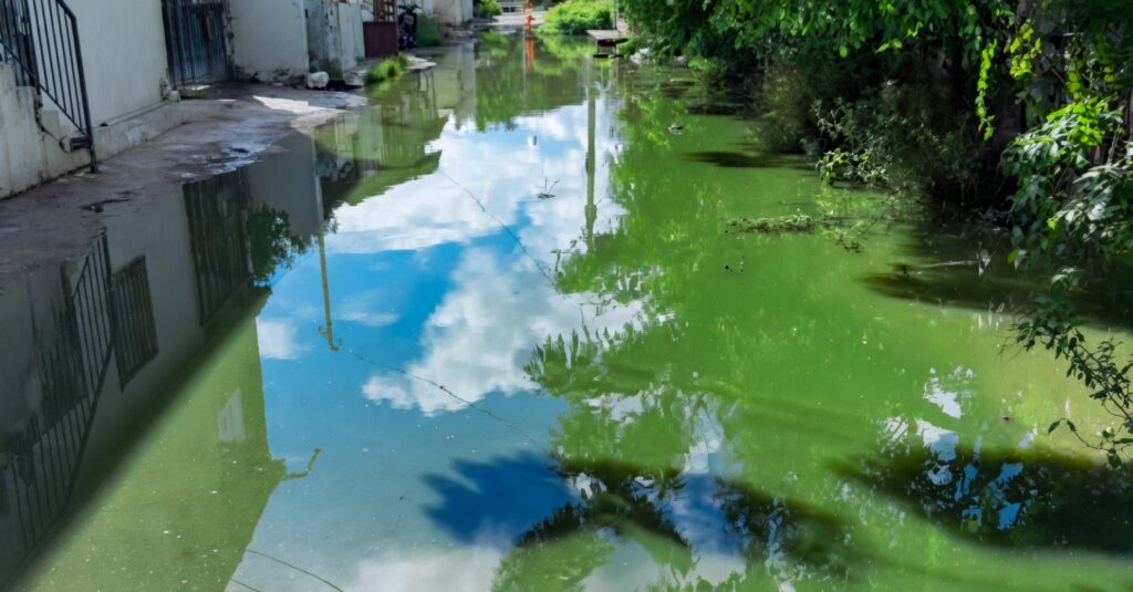 Pulú, Moca: vecinos protestarán contra foco de contaminación escolar