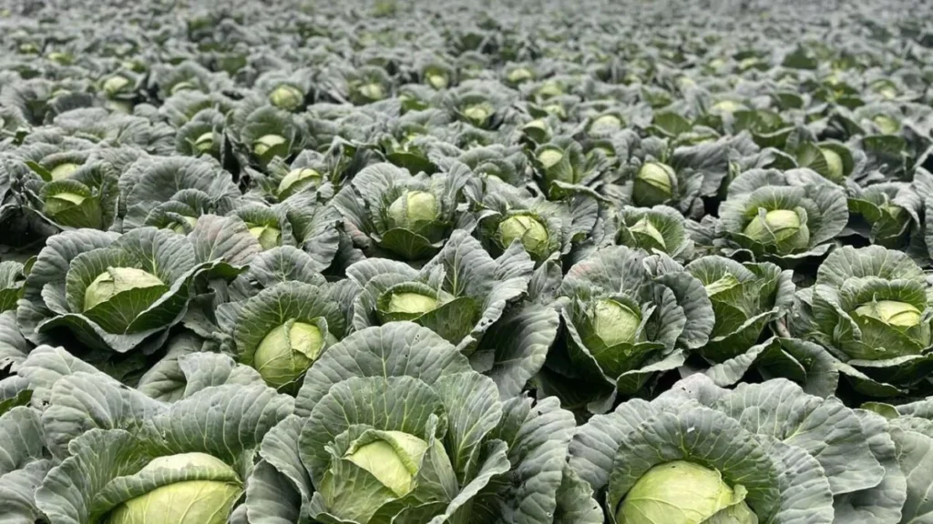 Productores reclaman apoyo tras millonarias pérdidas en Constanza