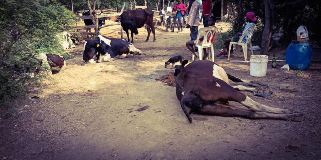 Reses fallecen tras contaminación de laguna en comunidad de Montecristi