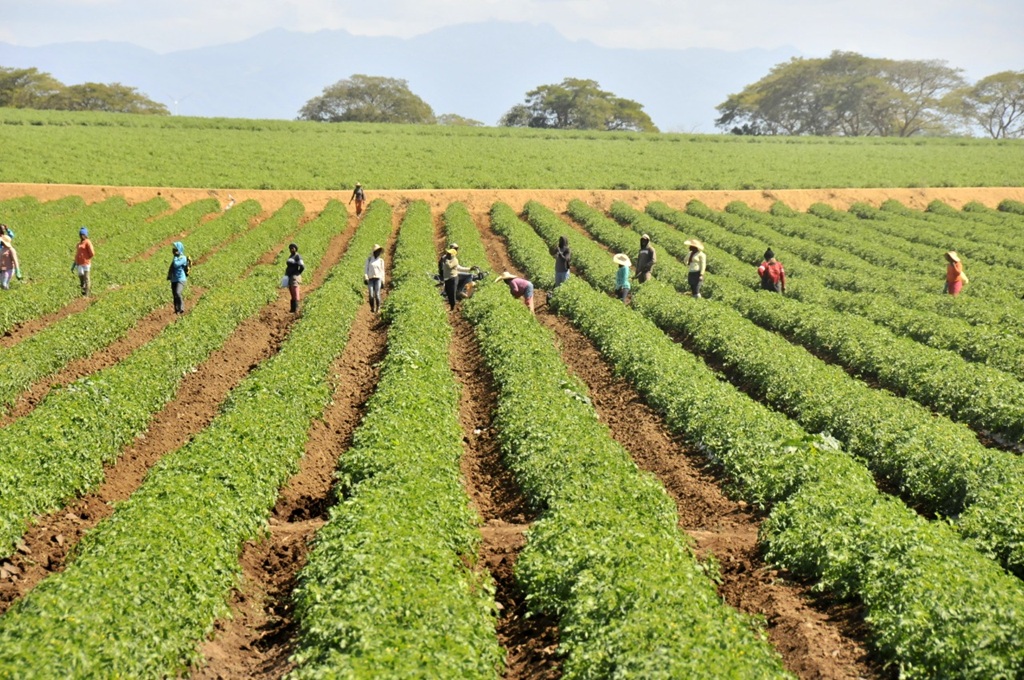 La siembra agrícola en RD cae 71 % en el primer trimestre, según datos oficiales