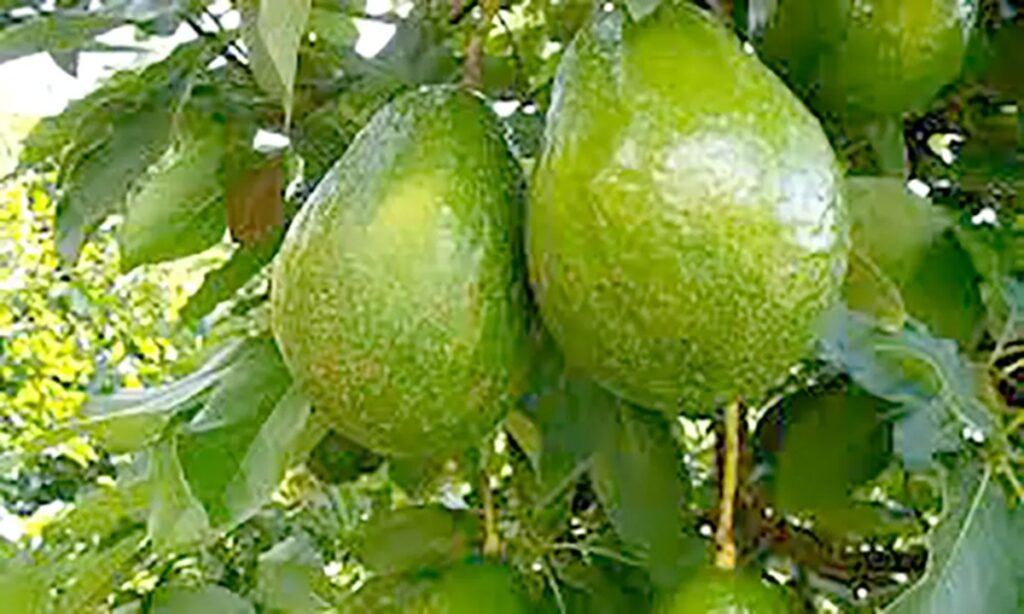 Aguacate dominicano: del crecimiento acelerado a una estrategia nacional para conquistar nuevos mercados