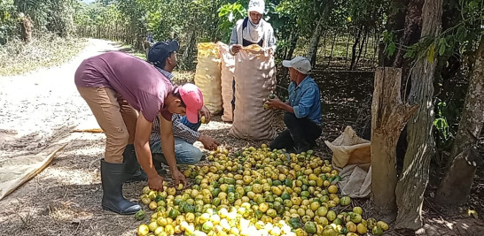 Bajos precios afectan inicio de cosecha de chinola en Ocoa
