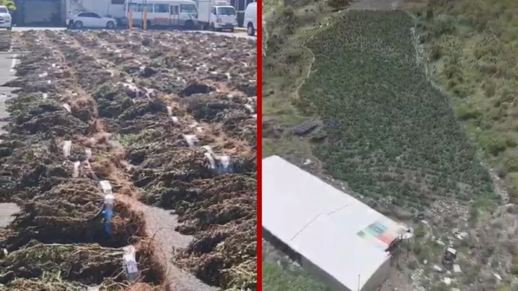DNCD destruye otra plantación masiva de marihuana en San José de Ocoa