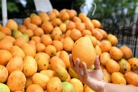 Baní inaugura hoy la tradicional Feria del Mango