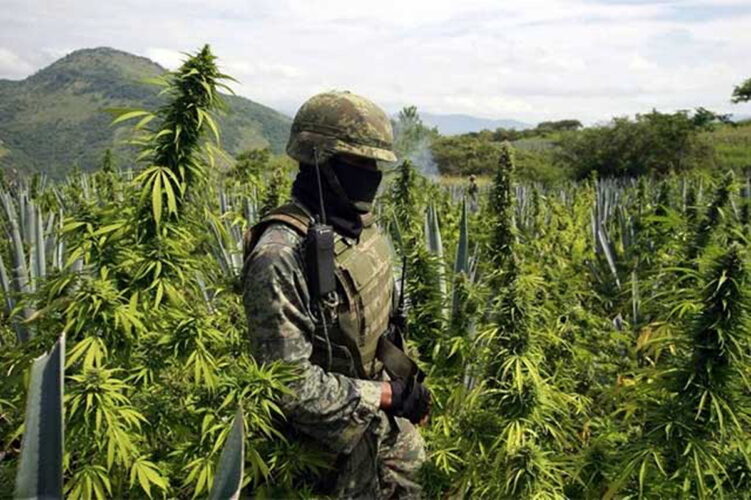 DNCD reporta incautación de 13,800 libras de marihuana en Ocoa
