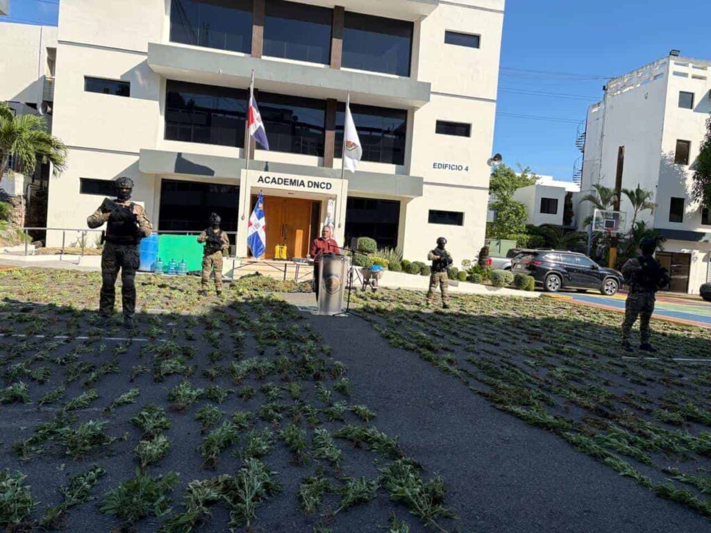 Más de 4,800 plantas de marihuana incautadas por DNCD en cuatro meses