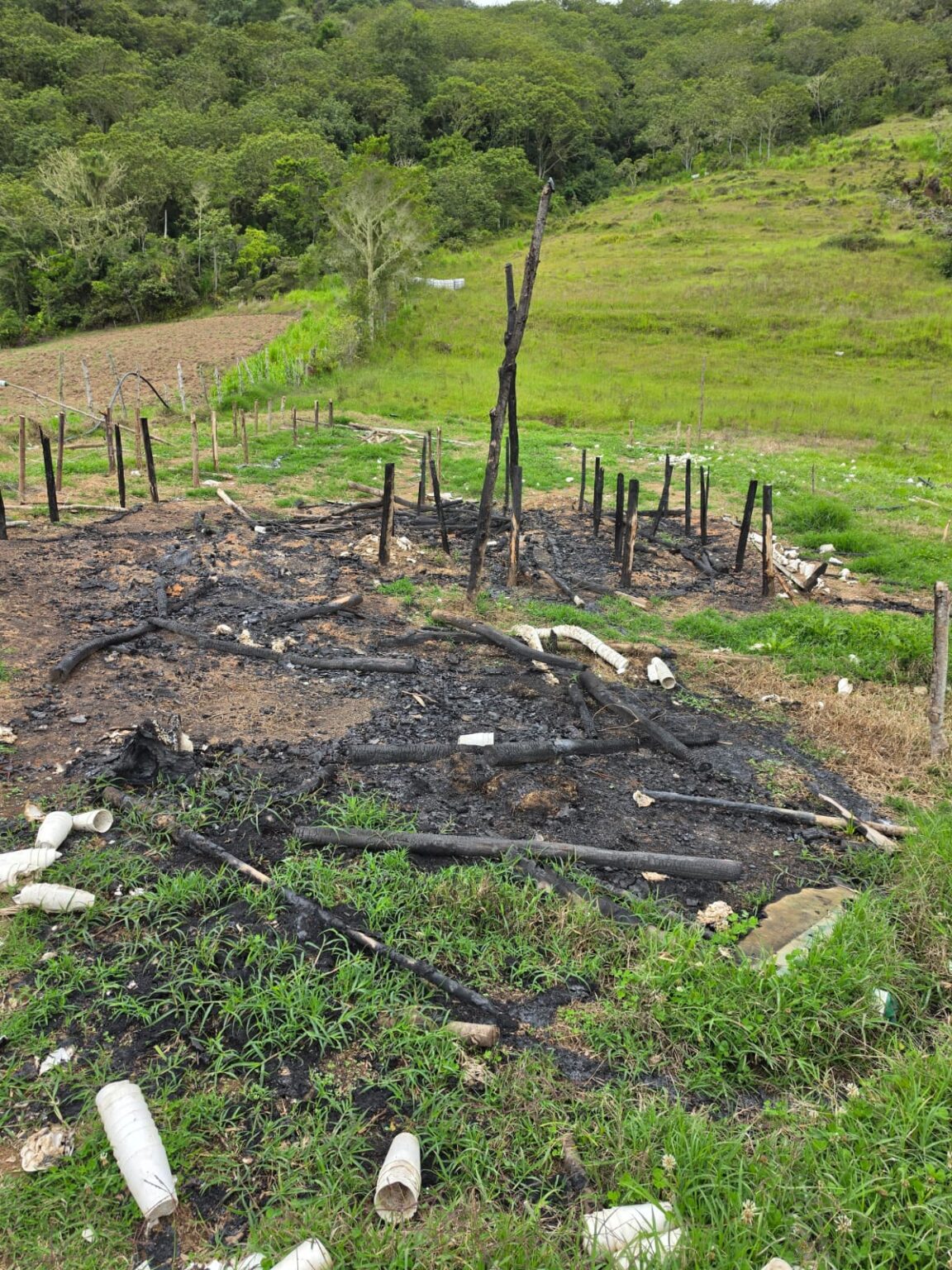 DESCUBREN CULTIVO DE 45 PLANTAS DE MARIHUANA Y VIVERO INCINERADO EN SAN JOSÉ DE OCOA