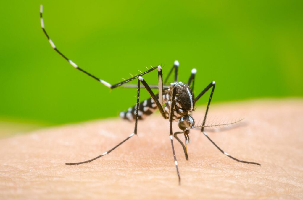 Salud Pública confirma aumento de casos de dengue; el país mantiene estabilidad sin alerta epidemiológica