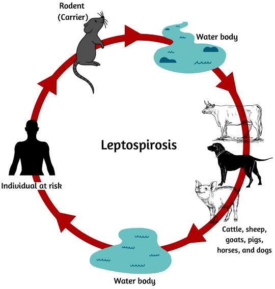 Leptospirosis deja 196 casos y 15 muertes en República Dominicana
