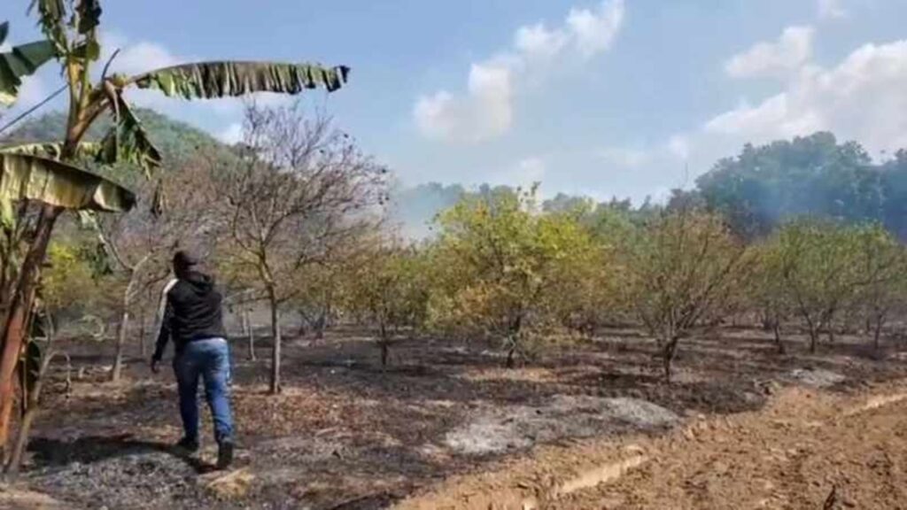 Incendio forestal afecta a varias familias en Moca; bomberos evitan que las llamas lleguen a viviendas