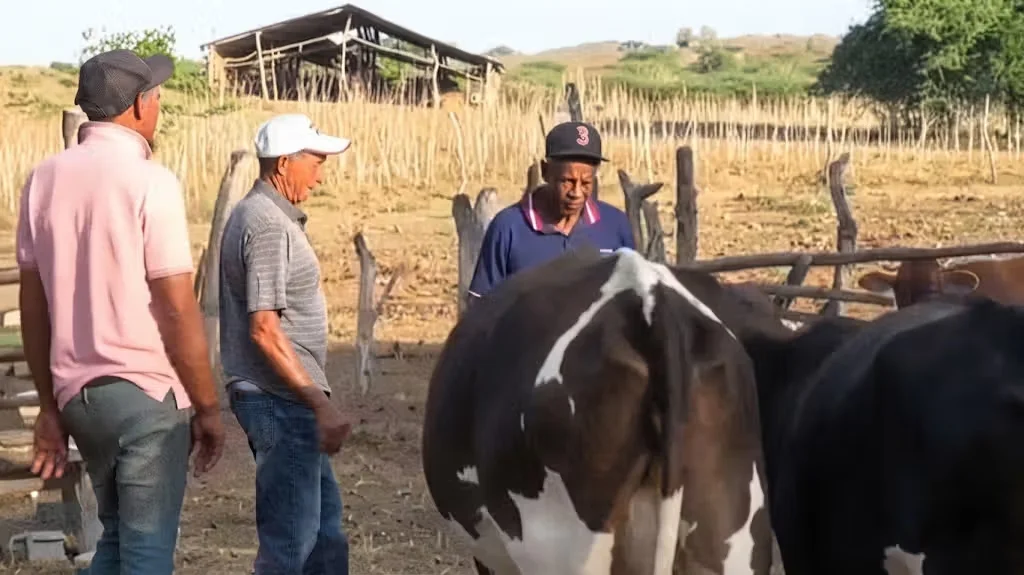 Severa sequía en Montecristi afecta a ganaderos, piden ayuda
